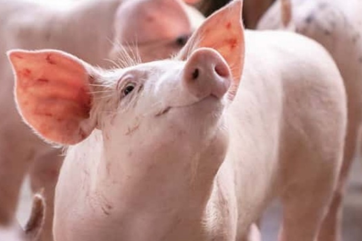 豚価格が高騰、アフリカ豚熱と市場不安定が原因