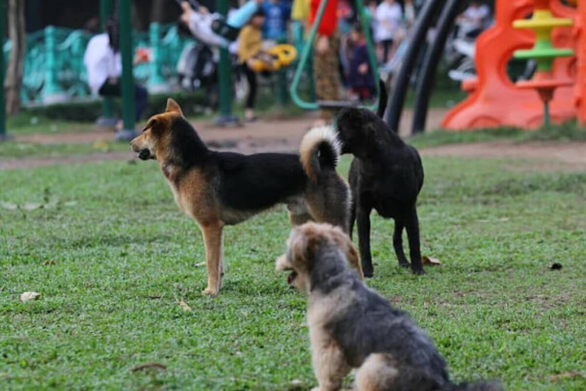 ハノイでの犬猫食禁止を求める動き、当局関係者が呼びかけ