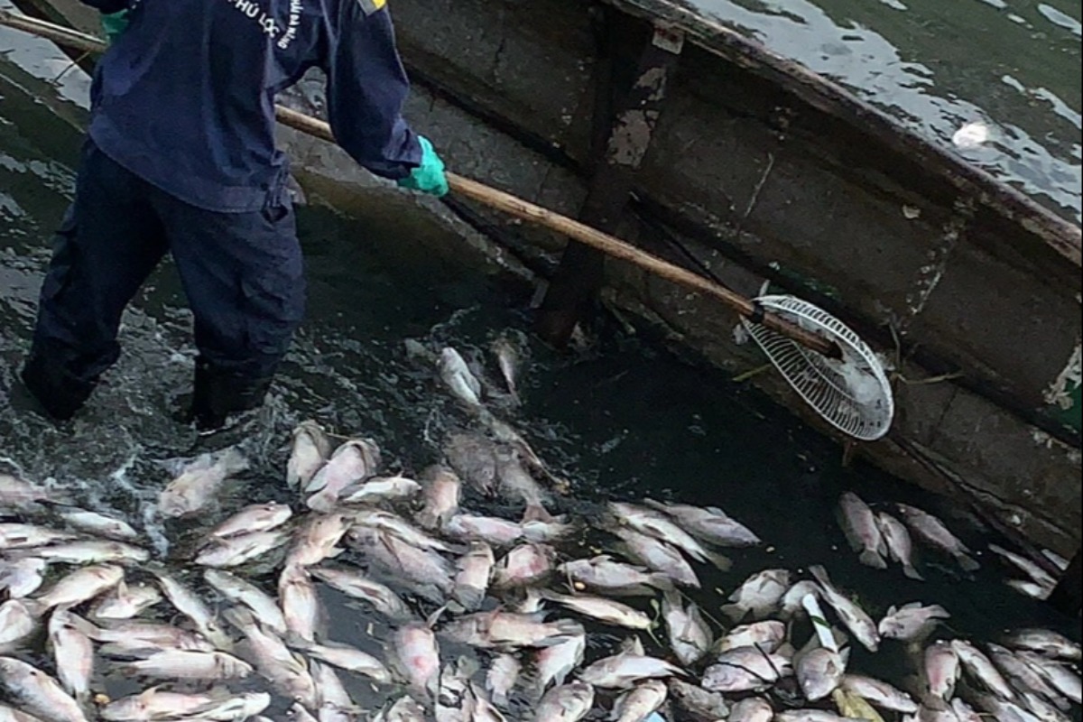 ダナンの運河や湖で魚が大量死、雨による水質変化が原因か