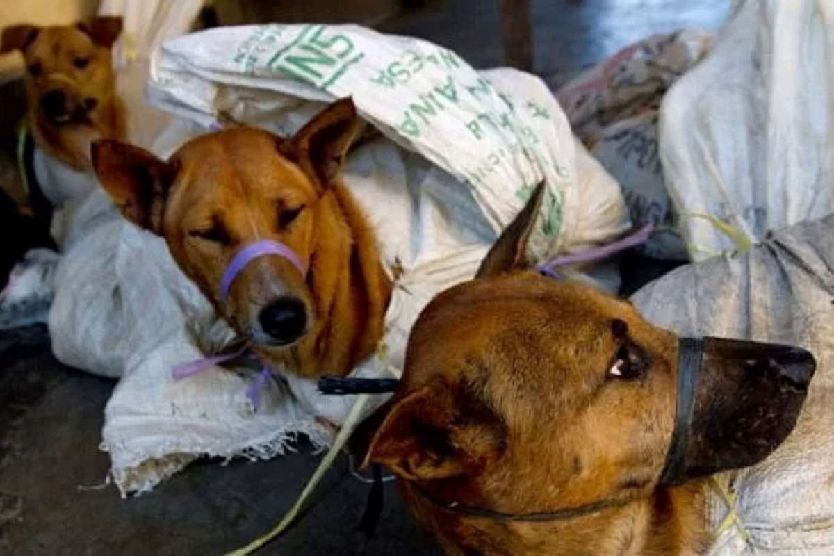 ベトナムの犬肉市場、文化の変化とともに苦境へ