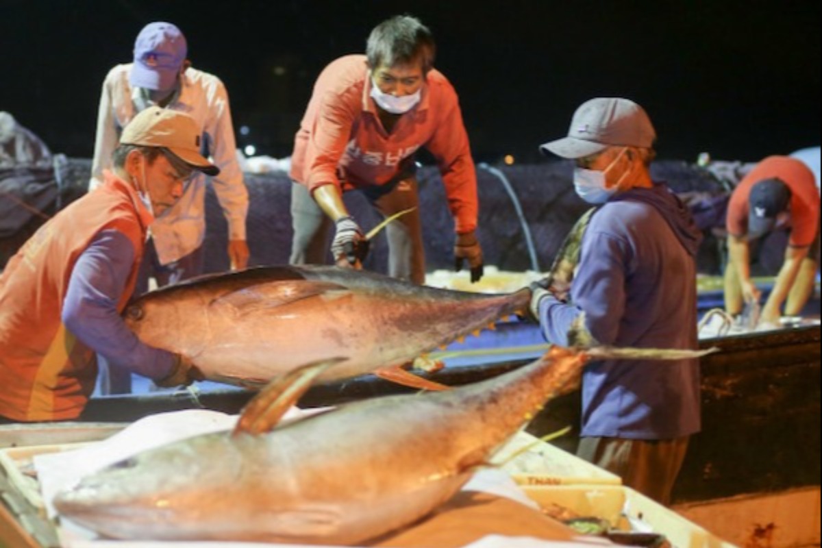 ベトナムのマグロ輸出、8月に今年の最高水準を記録