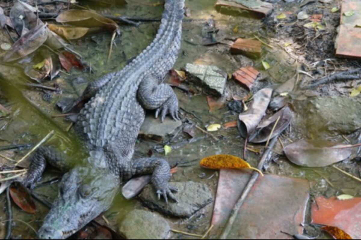 文化公園の湖にワニ6匹が逃走、2匹は捕獲済み｜ポステ