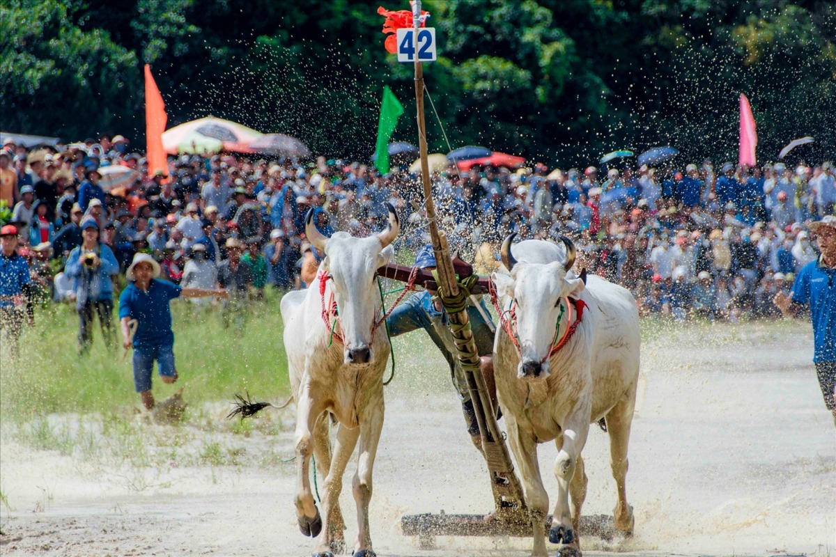 アンザン省で伝統的な牛レースが開催、多くの観光客が集結
