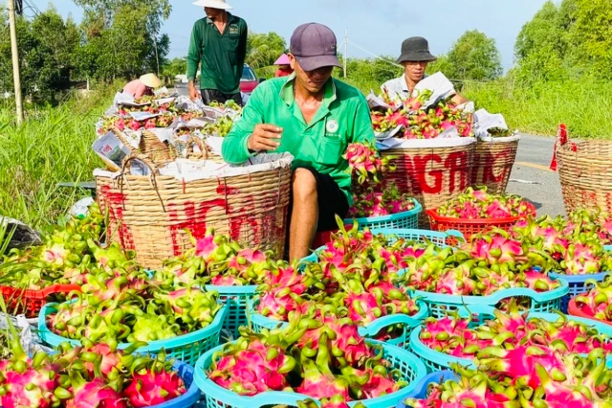 ベトナムの野菜・果物輸出、50億ドルを突破
