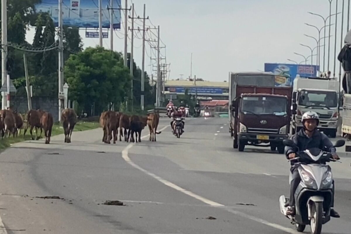 道路を歩き回る牛の危険性、飼い主に40万ドンの罰金