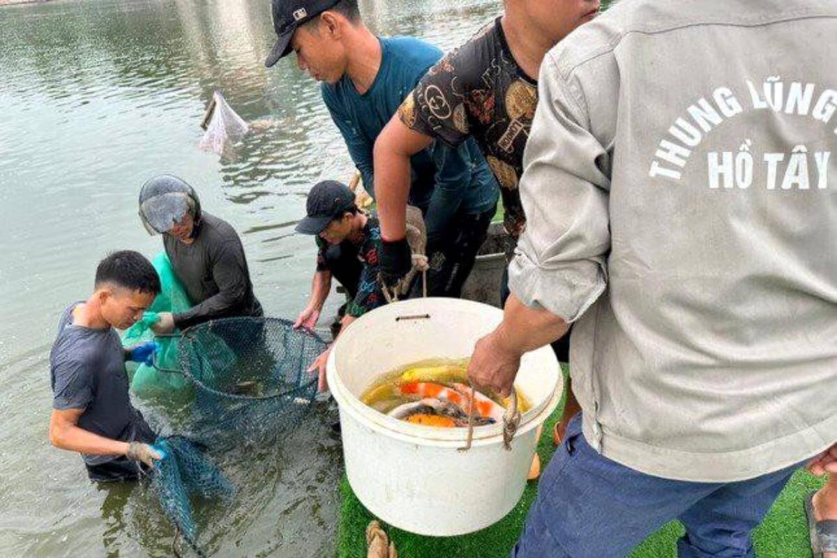 ハノイのダムドン湖、錦鯉8トンの撤去を完了