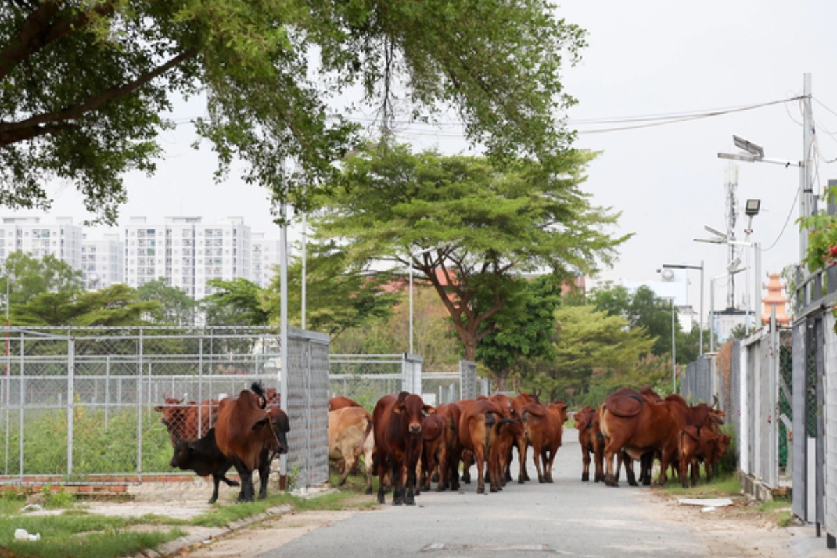 ホーチミンでペットとして牛を飼育、悪臭問題で近隣住民が苦言