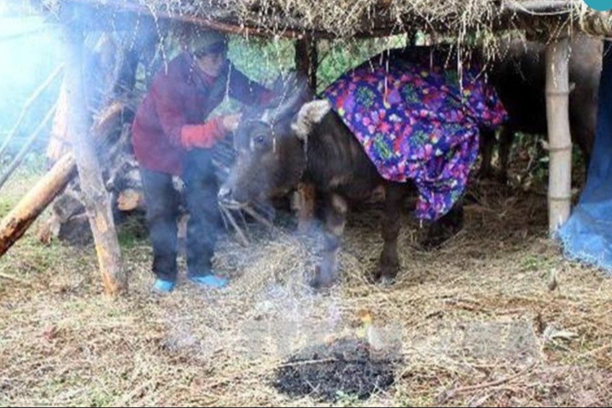 ベトナム北部の厳しい寒波、山岳地帯で家畜213頭が死亡