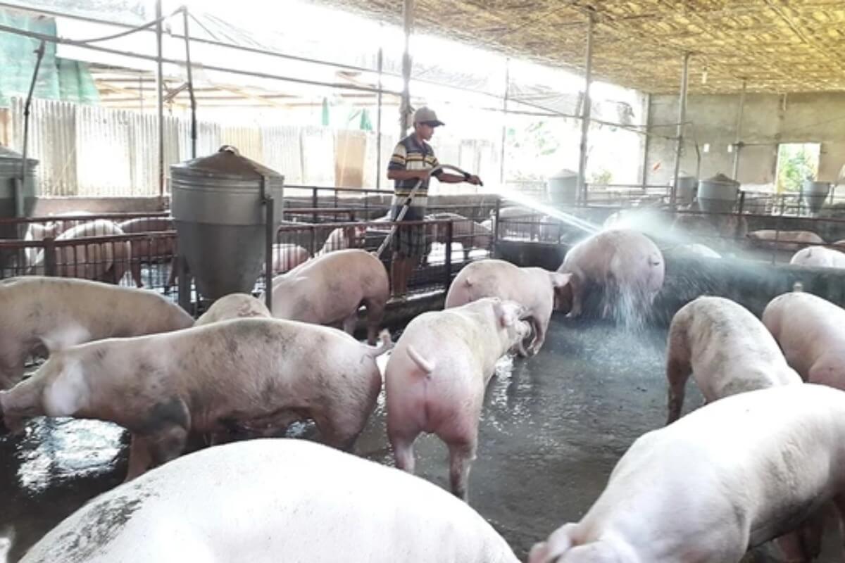 深刻な豚の密輸問題、チン首相が厳正な対応を要請