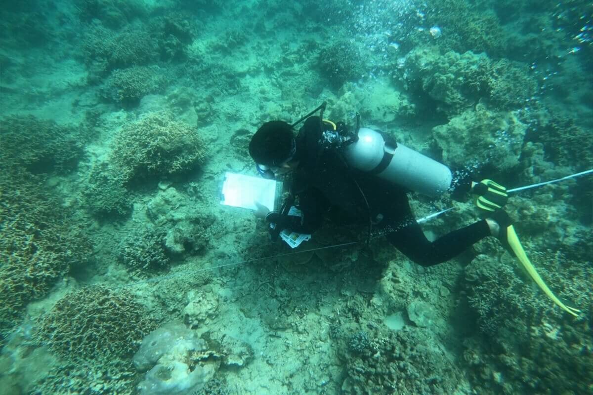 ニャチャン湾のサンゴ礁、徐々に回復