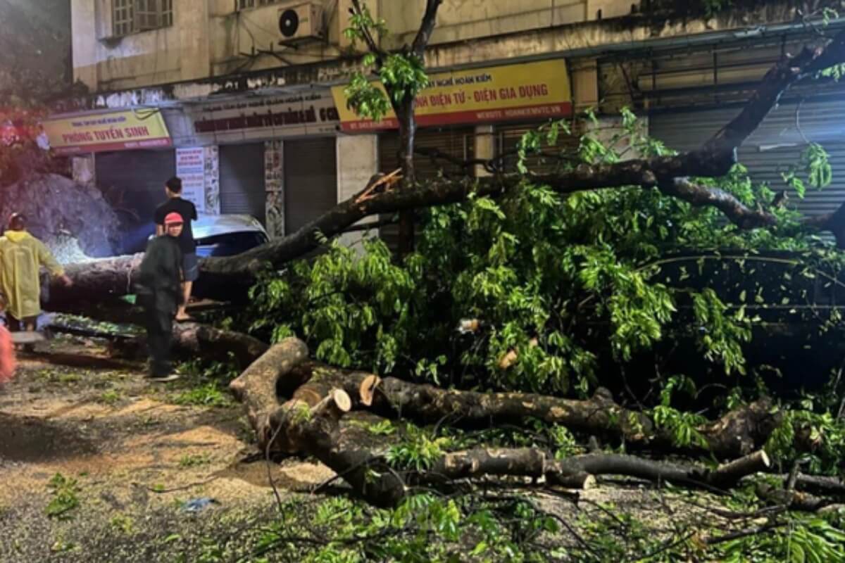 ハノイ週末の豪雨、木々415本が倒木等の被害
