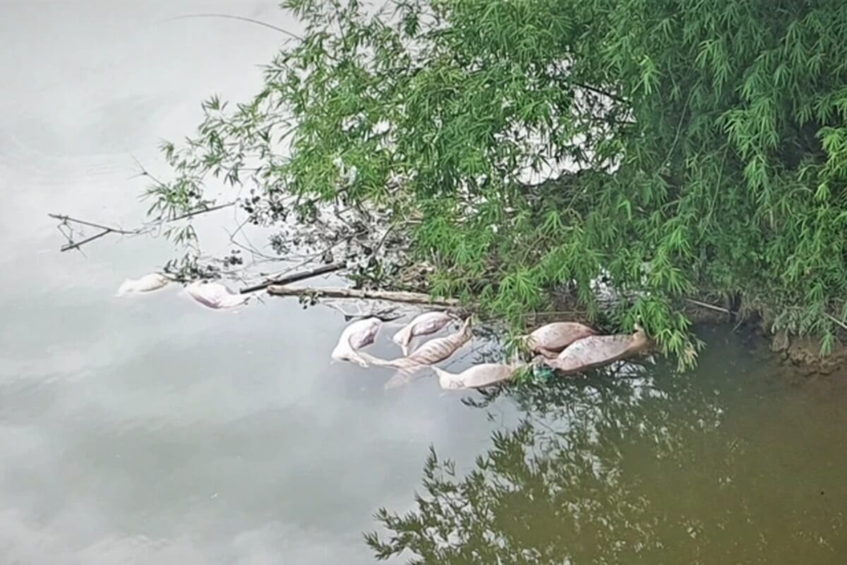 河川に浮かぶ多数の豚、何者かが橋から捨て去る