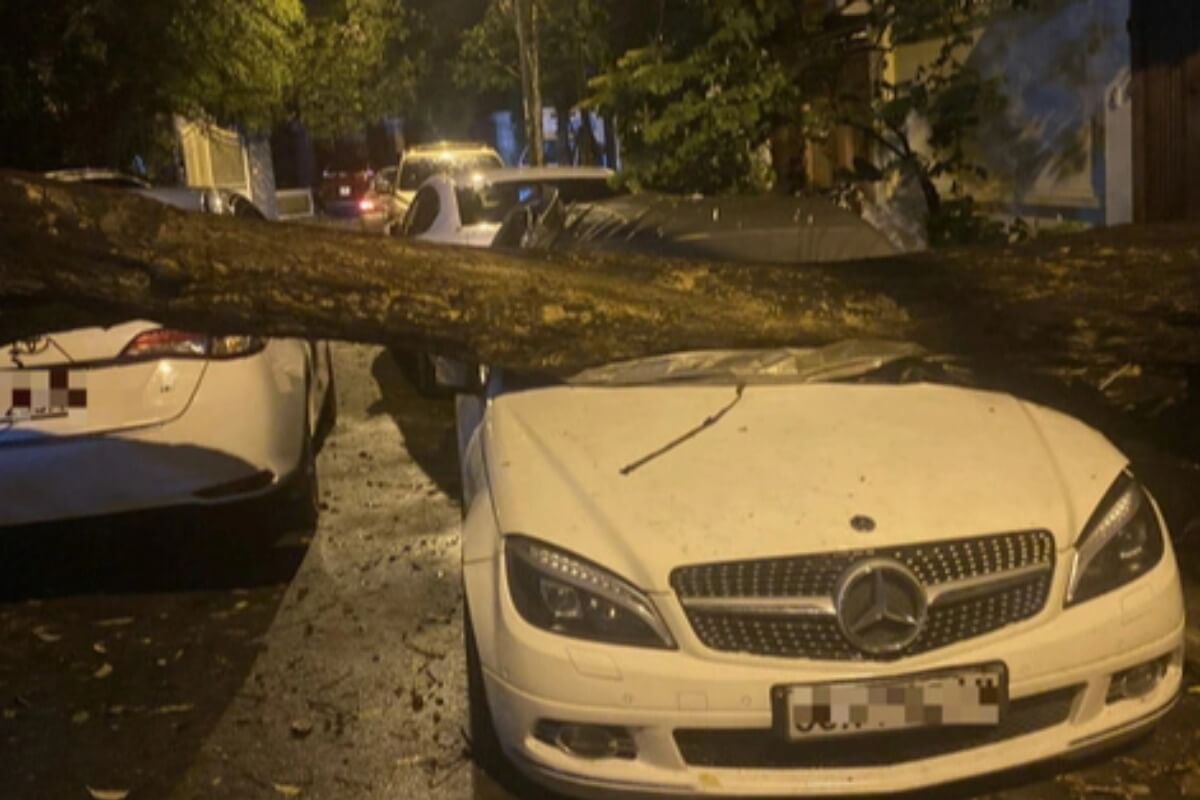 先週の大雨で多くの倒木被害、ハノイで高級車等が下敷きに