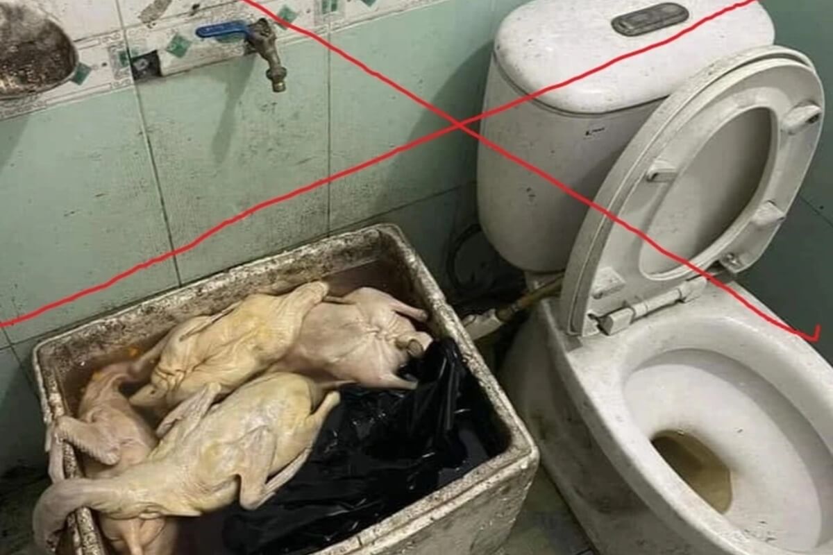 トイレ横にウジの湧いた肉を保管、偽画像で飲食店に嫌がらせ