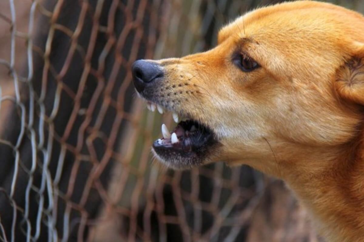 ハノイで野良犬が人間を襲撃、3人が狂犬病に感染