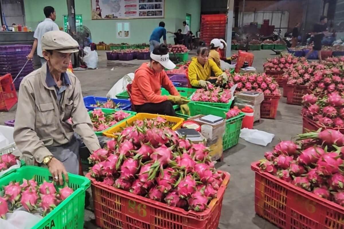 ベトナムの農水産物、欧州が輸入禁止の可能性