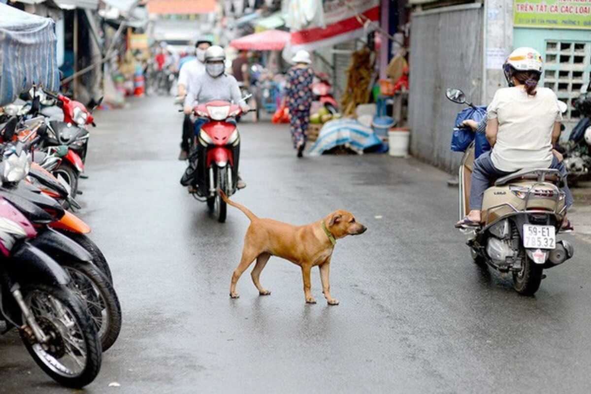 狂犬病リスクが高いハノイ、放し飼い犬の処分措置を強化