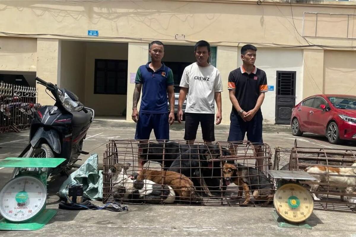 半月で盗まれた犬は100匹、タインホアで窃盗団を逮捕