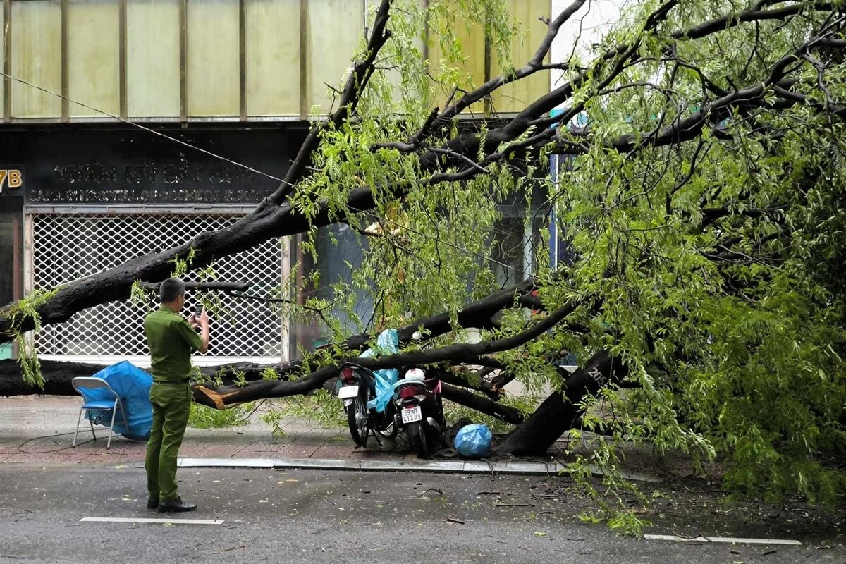 ホーチミンで相次ぐ倒木被害、木の下での雨宿りは注意