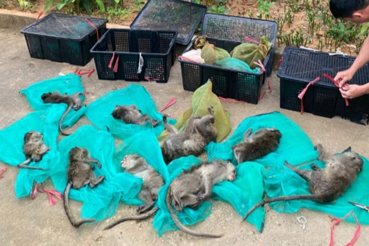 食用としてサルを不法に運搬、容疑者を現行犯逮捕