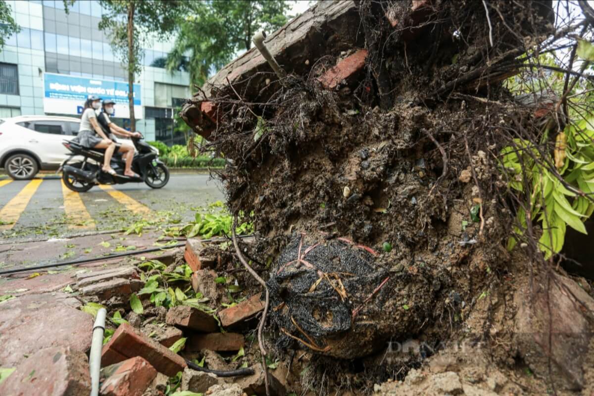 台風によるハノイの倒木、一部は杜撰な植樹が原因