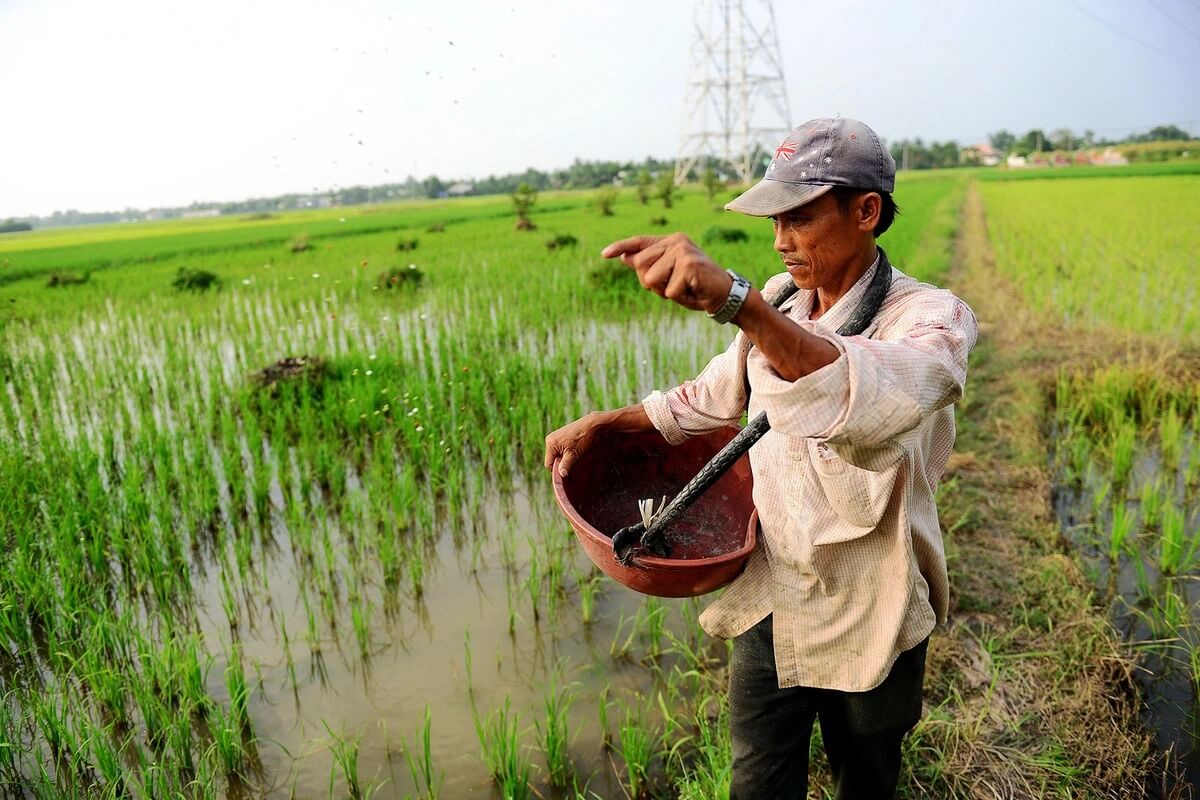 ベトナムの農地、深刻な肥沃度低下に直面