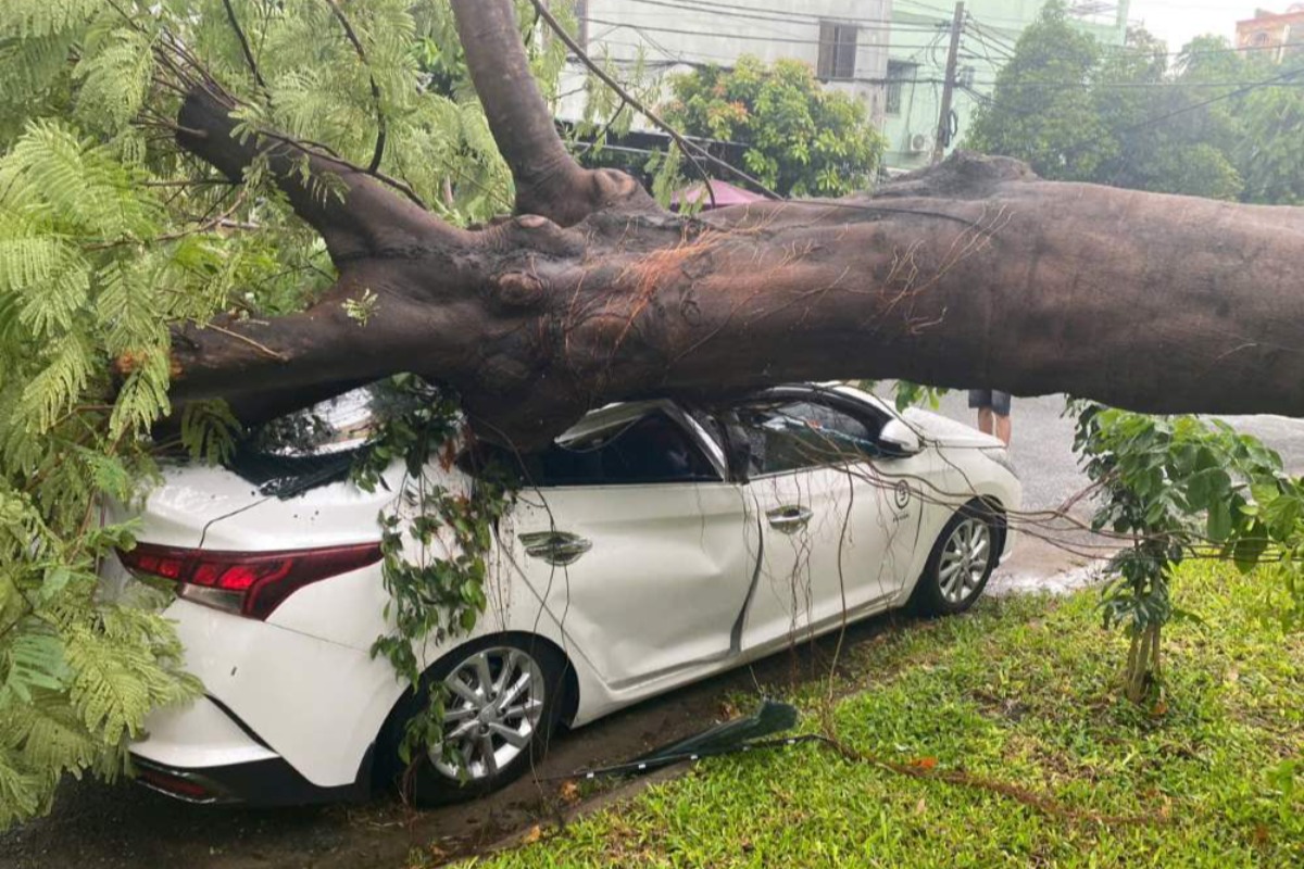 ホーチミンで大木が倒木、自動車1台が下敷き