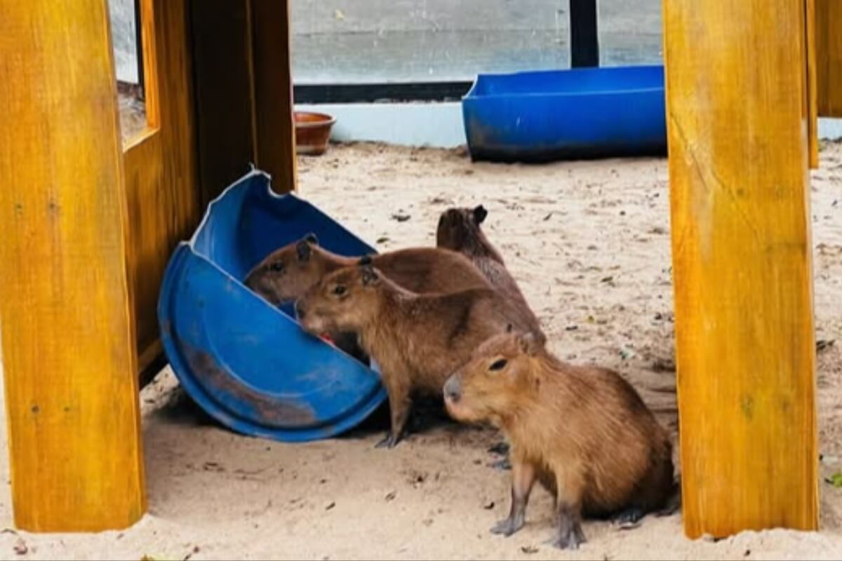 新たなカピバラ一家登場、サイゴン動物園の特別イベント