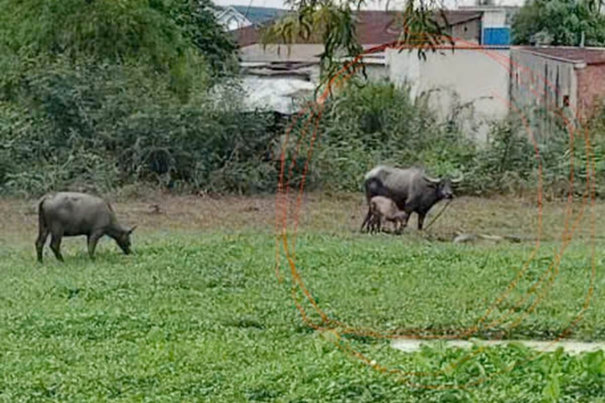 水牛が突進、ホーチミンで2人負傷