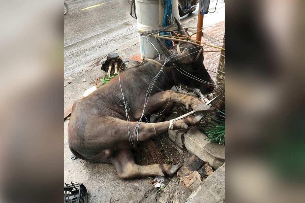 相次ぐ水牛による突進事故、子ども含む複数名が負傷