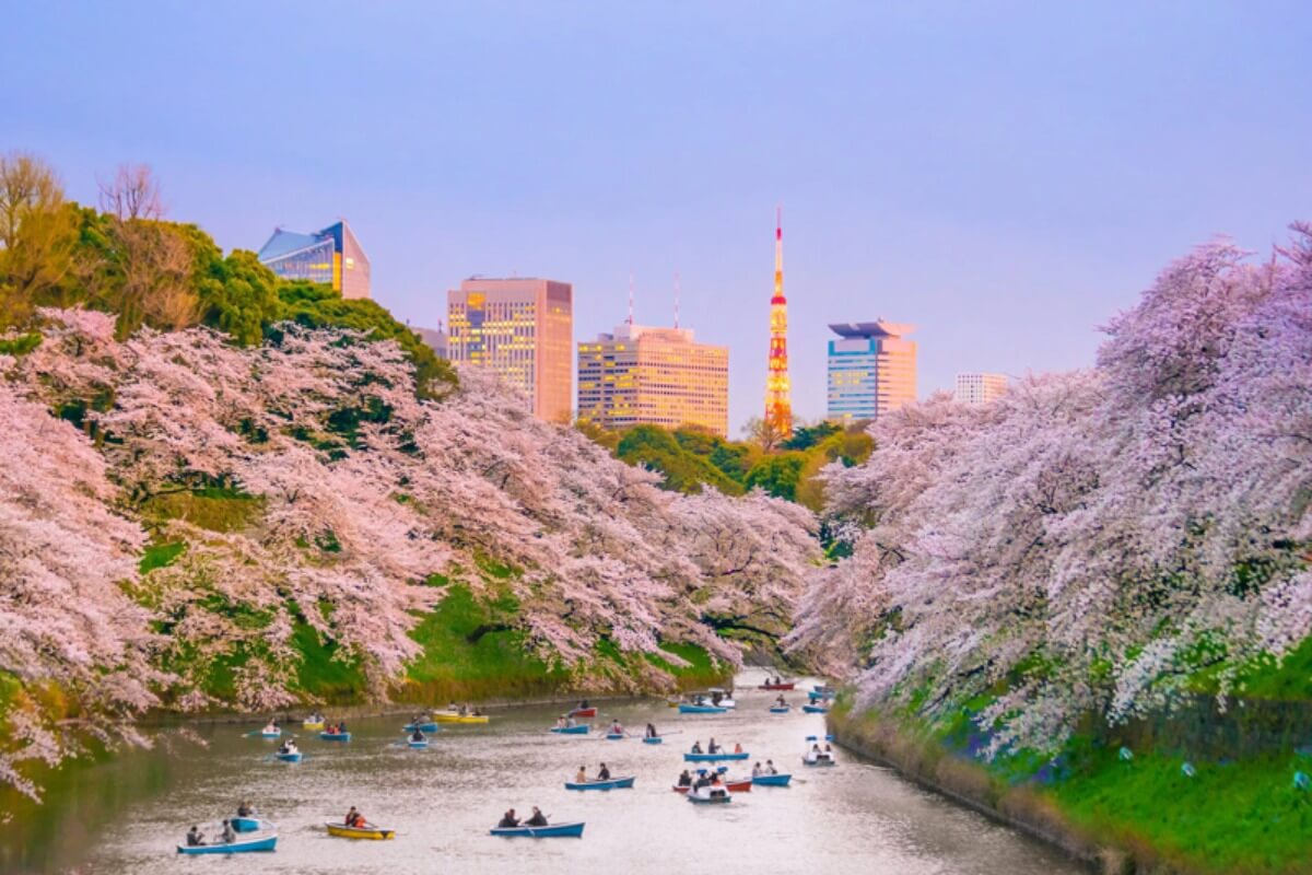 ベトナム人の日本桜ツアー、高需要で早期予約相次ぐ