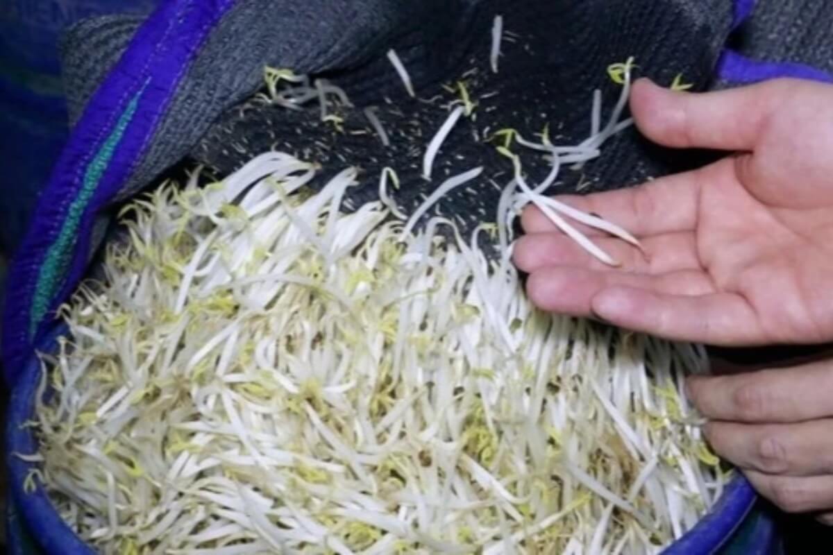 化学薬品漬けモヤシ摘発、流通先はハノイの市場