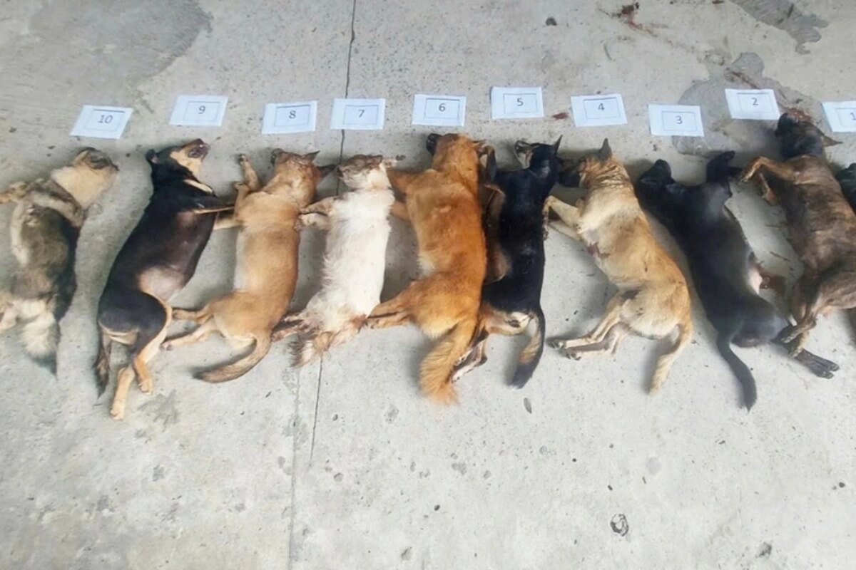 ベトナム南部で犬の連続窃盗、前科持ちの男を再逮捕