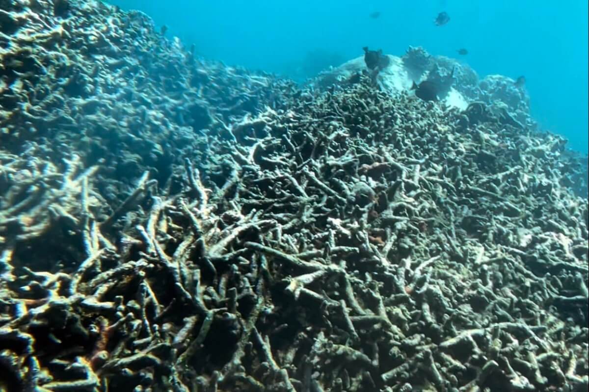 ニャチャン湾のサンゴ礁、過去20年で約191haが消失