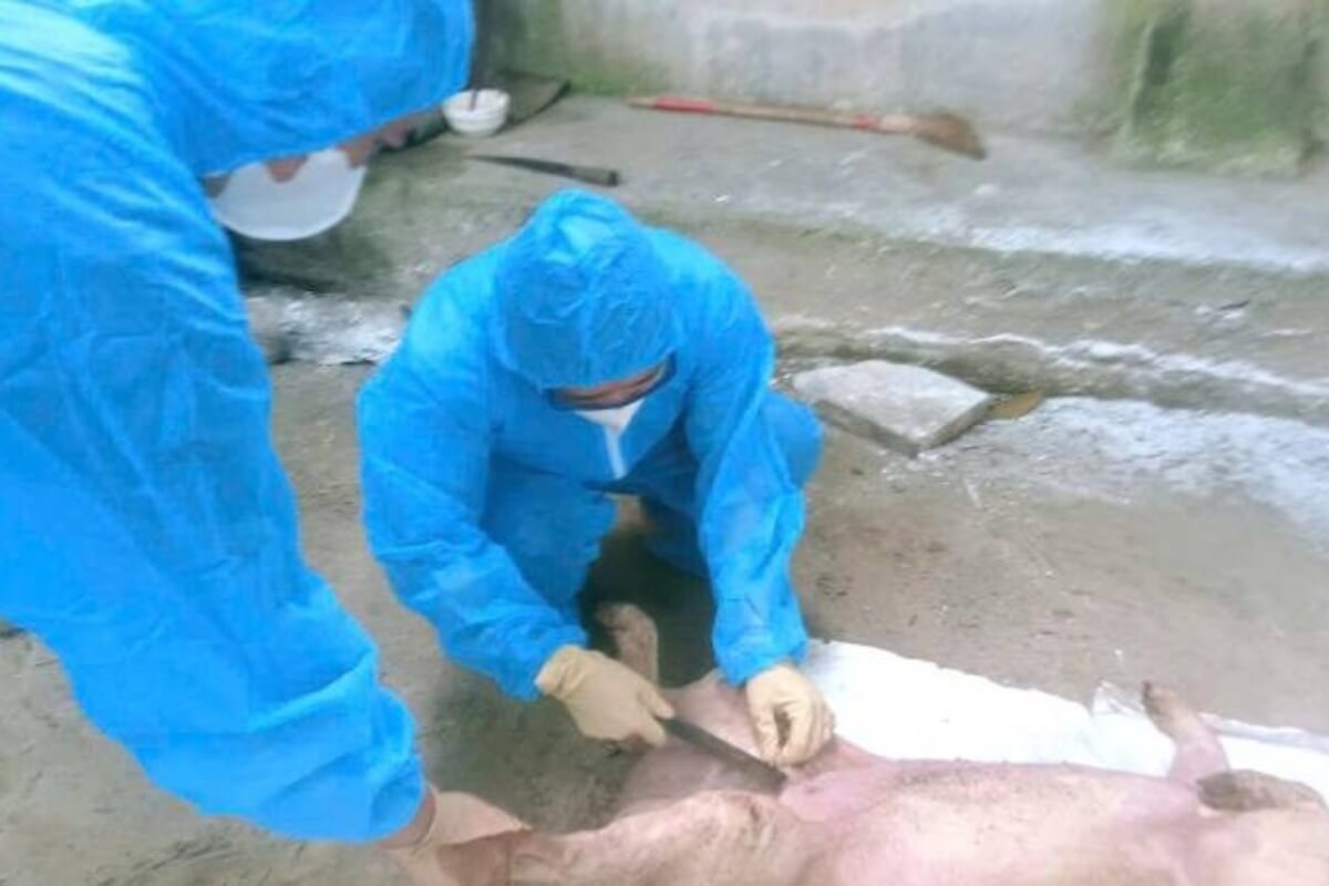 北部でアフリカ豚熱が蔓延、年初から2.2万頭超が死亡
