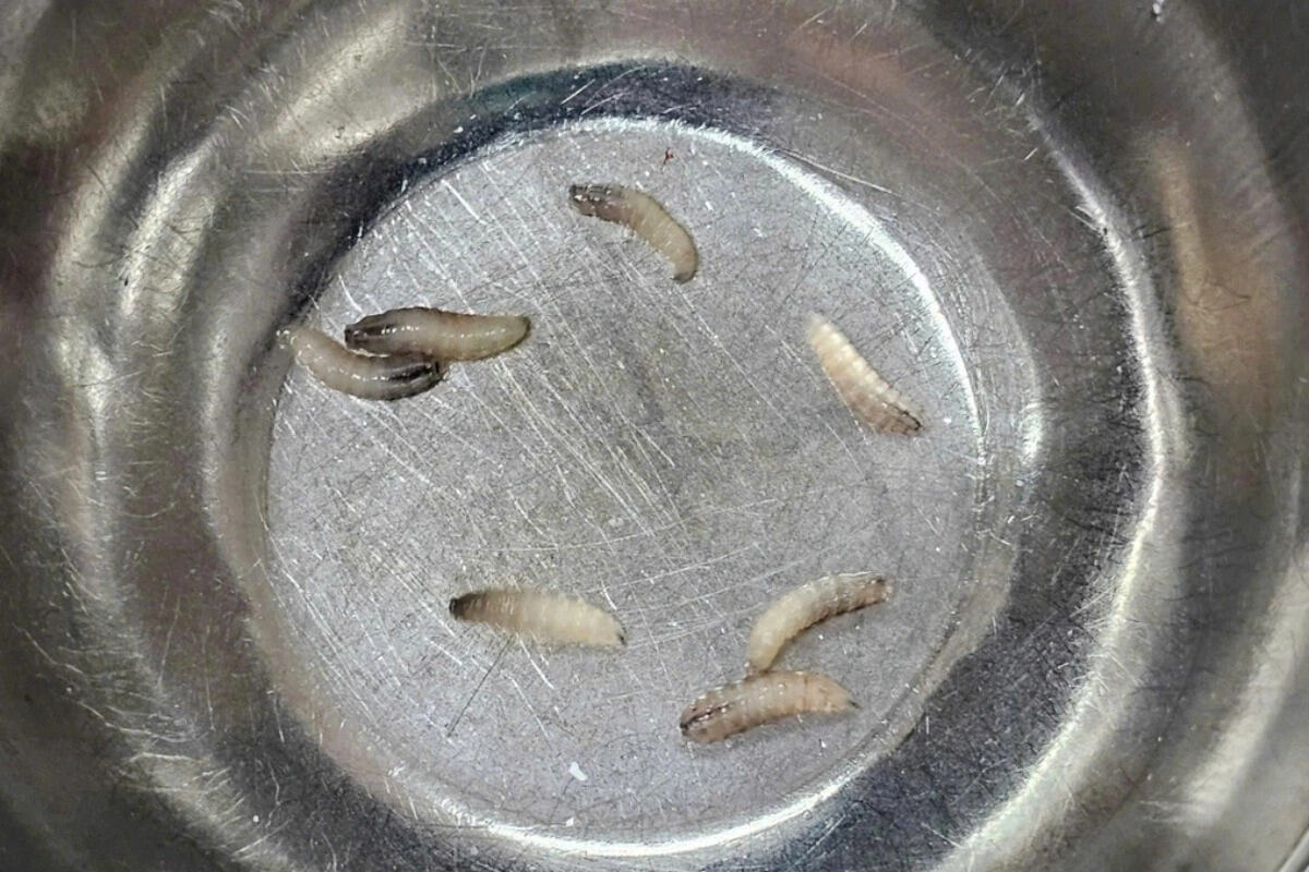 女性の鼻からウジ虫7匹、半年前から鼻詰まりの症状