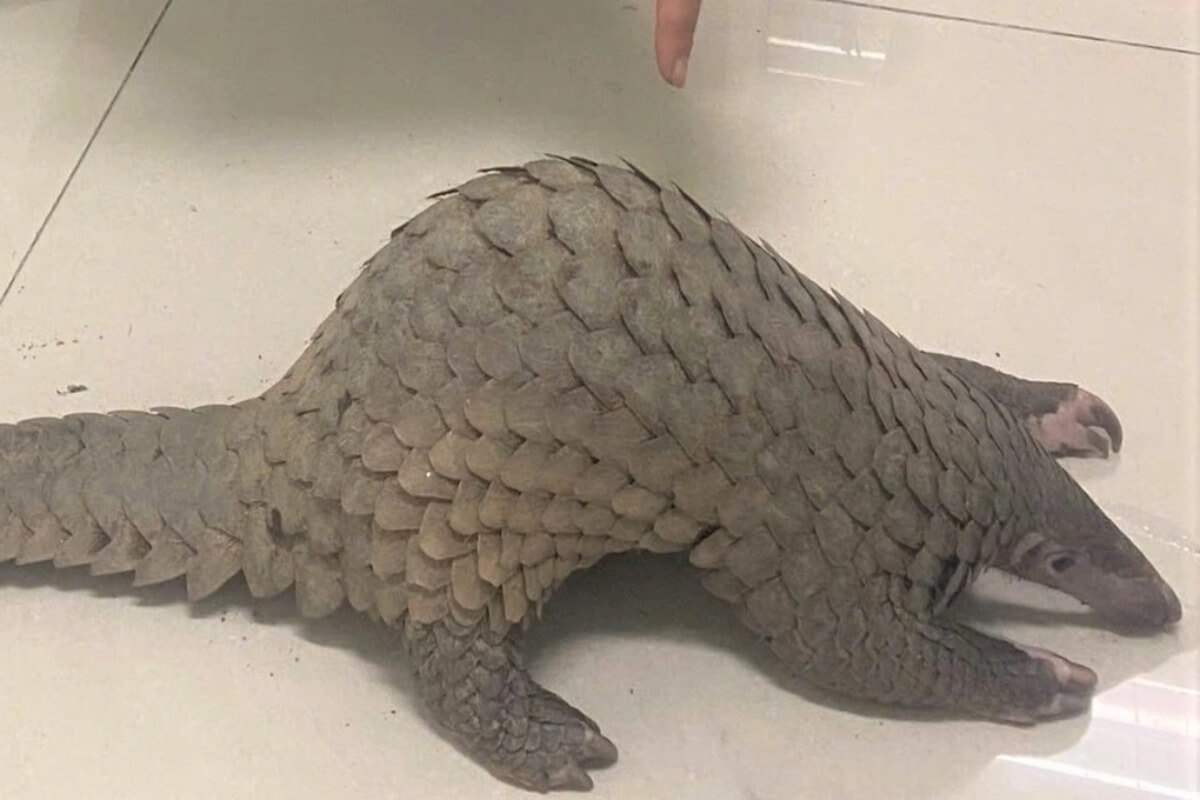 稀少動物をレストランに、ダナンで3人を刑事拘留