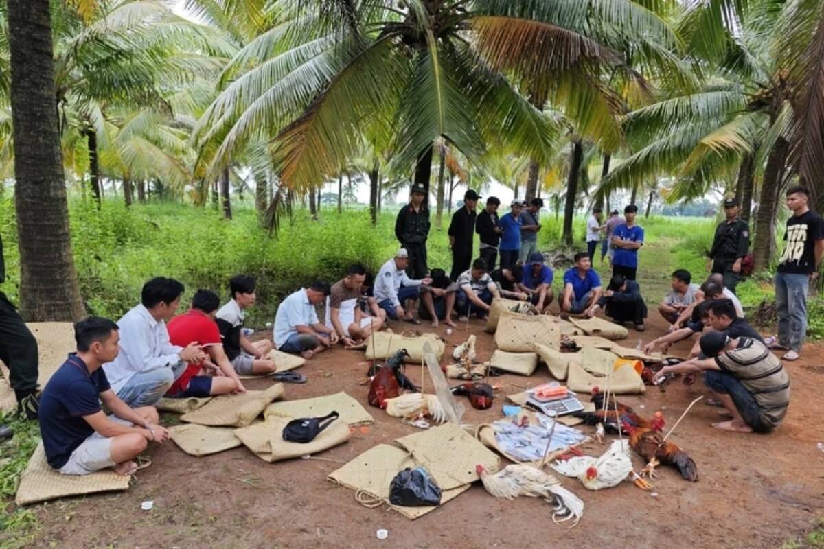 違法闘鶏賭博を摘発、賭け金総額16億ドン