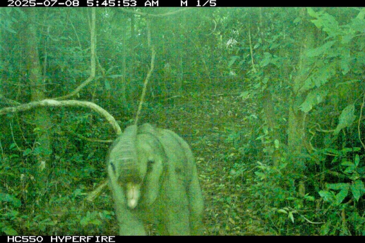 ダナンの野生ゾウ保護区、子ゾウを確認