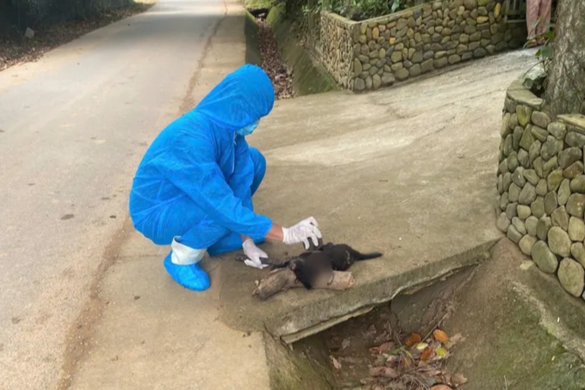 ダナンで暴れる狂犬病感染犬、住民5人が咬傷被害