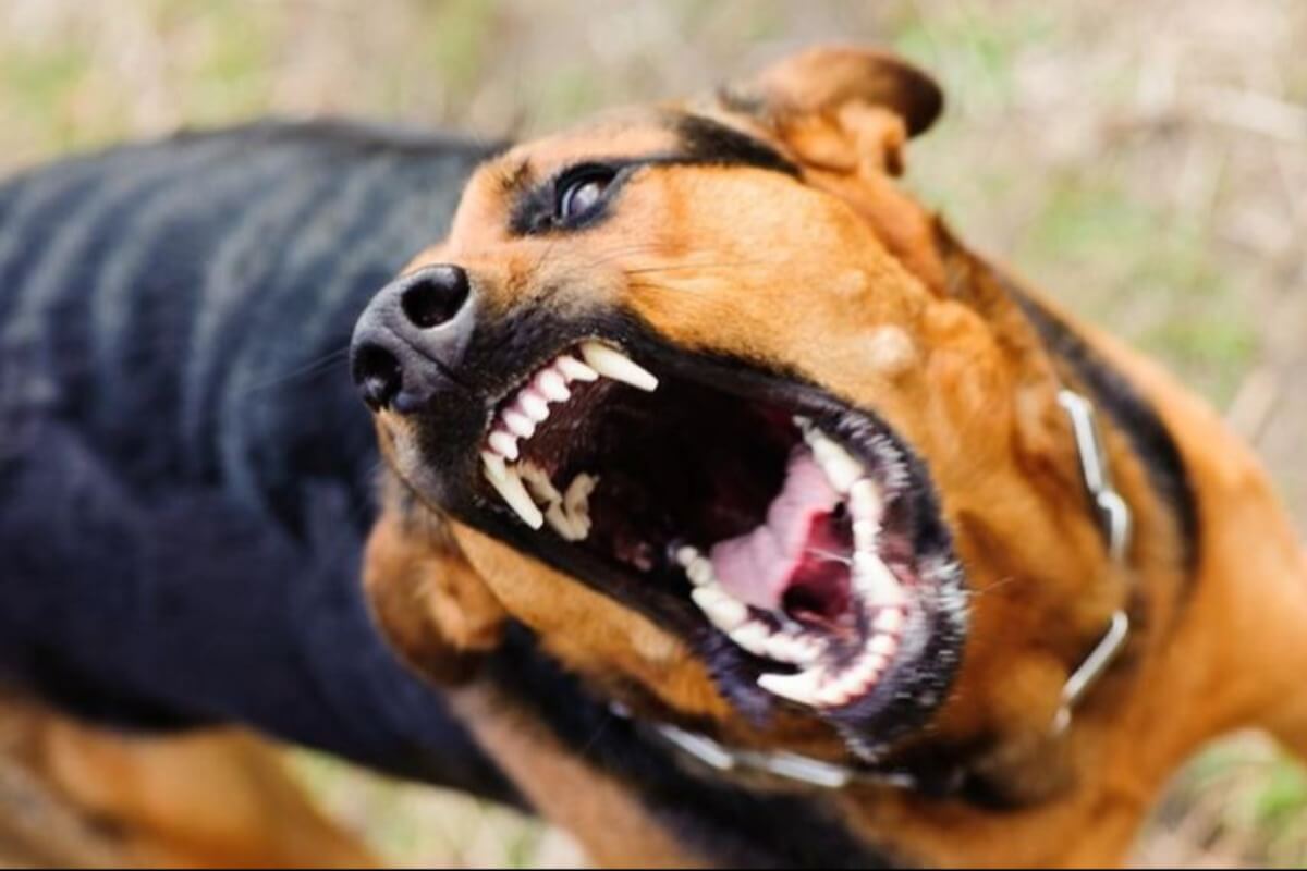 狂犬病の犬肉に注意、ウイルス曝露事案が発生