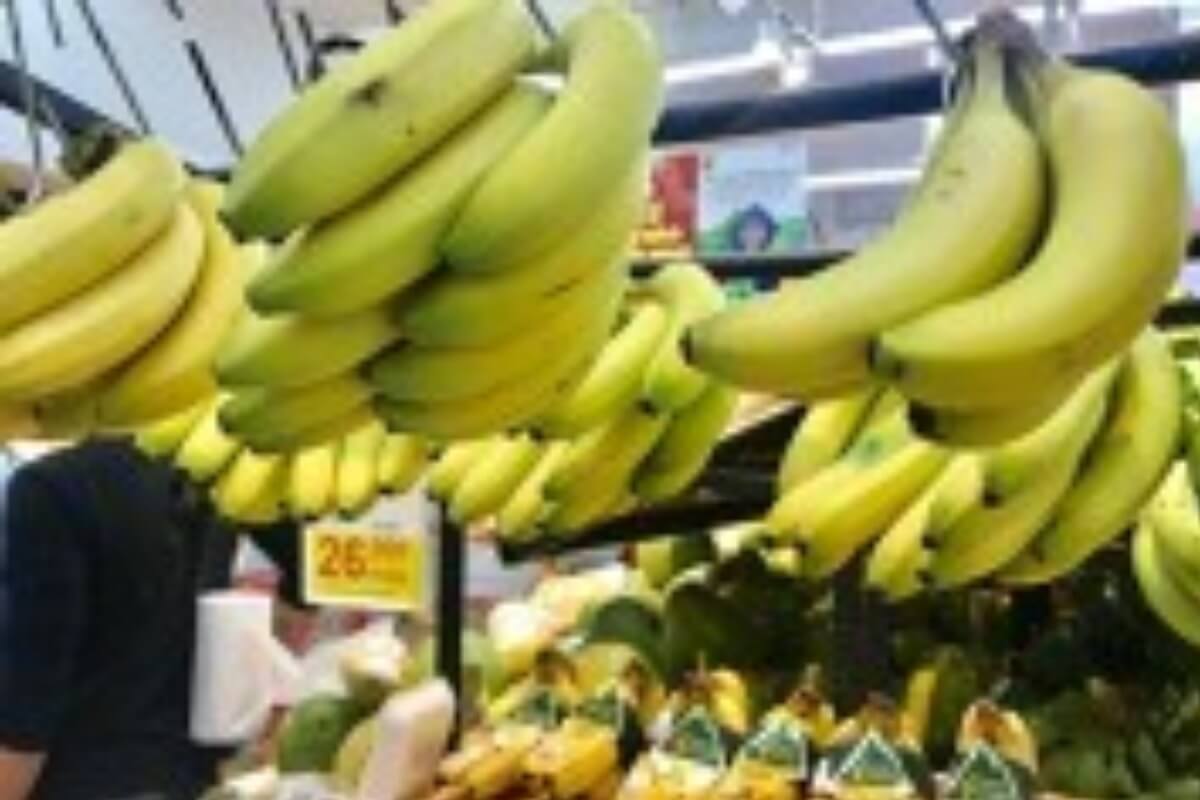 ベトナム産バナナ、日本市場で存在感を拡大