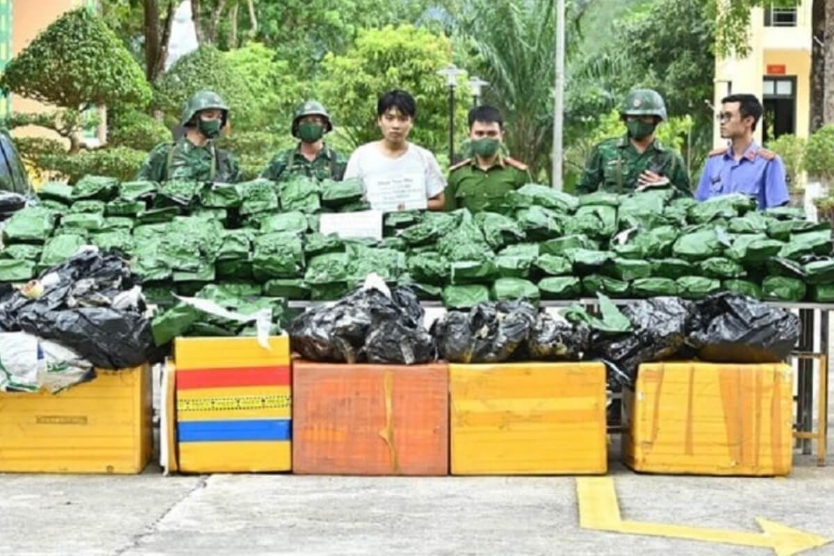 240kgの乾燥大麻を押収、ハノイ出身の男を逮捕