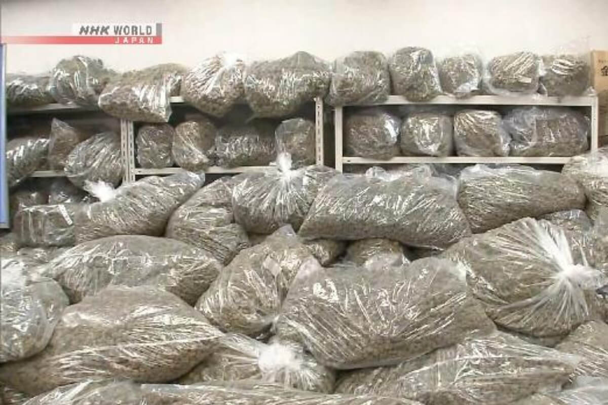 日本で過去最大級の大麻押収、ベトナム人3人を逮捕