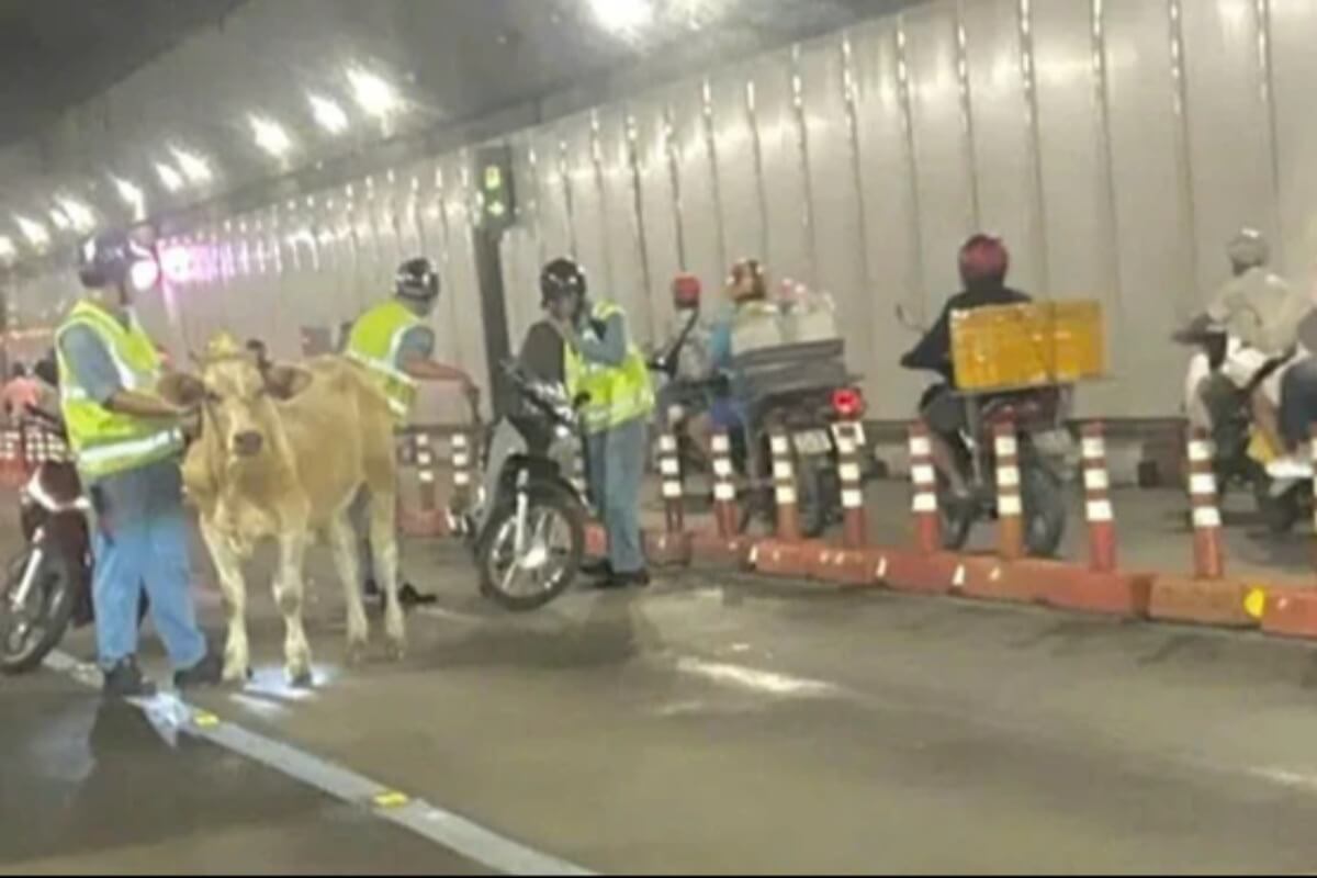 牛がサイゴン川トンネルで暴走、飼い主に行政処分