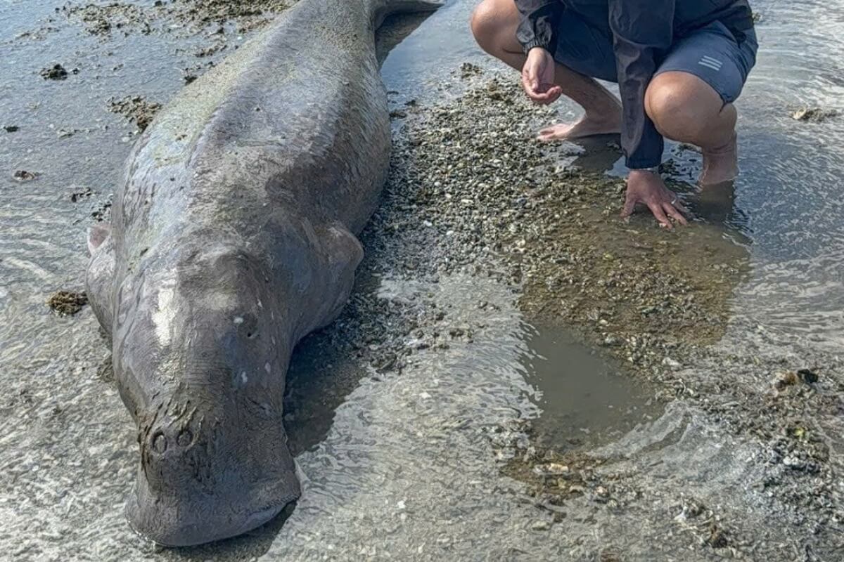 ホーチミンにジュゴン漂着、救命には至らず死亡