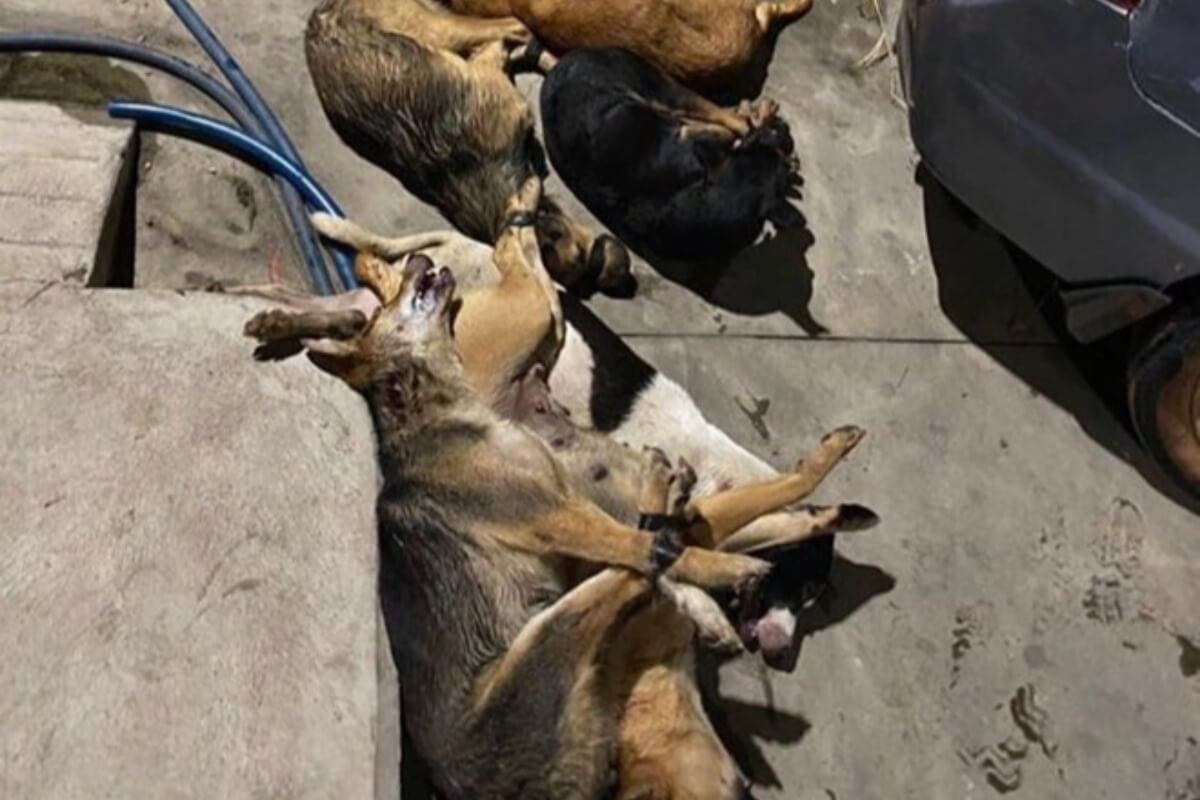 電気ショックで犬14匹を窃盗、根強い犬食文化の影響