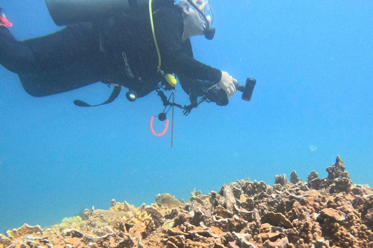 カインホアで魚の大量死とサンゴ破損、爆薬使用の密漁か