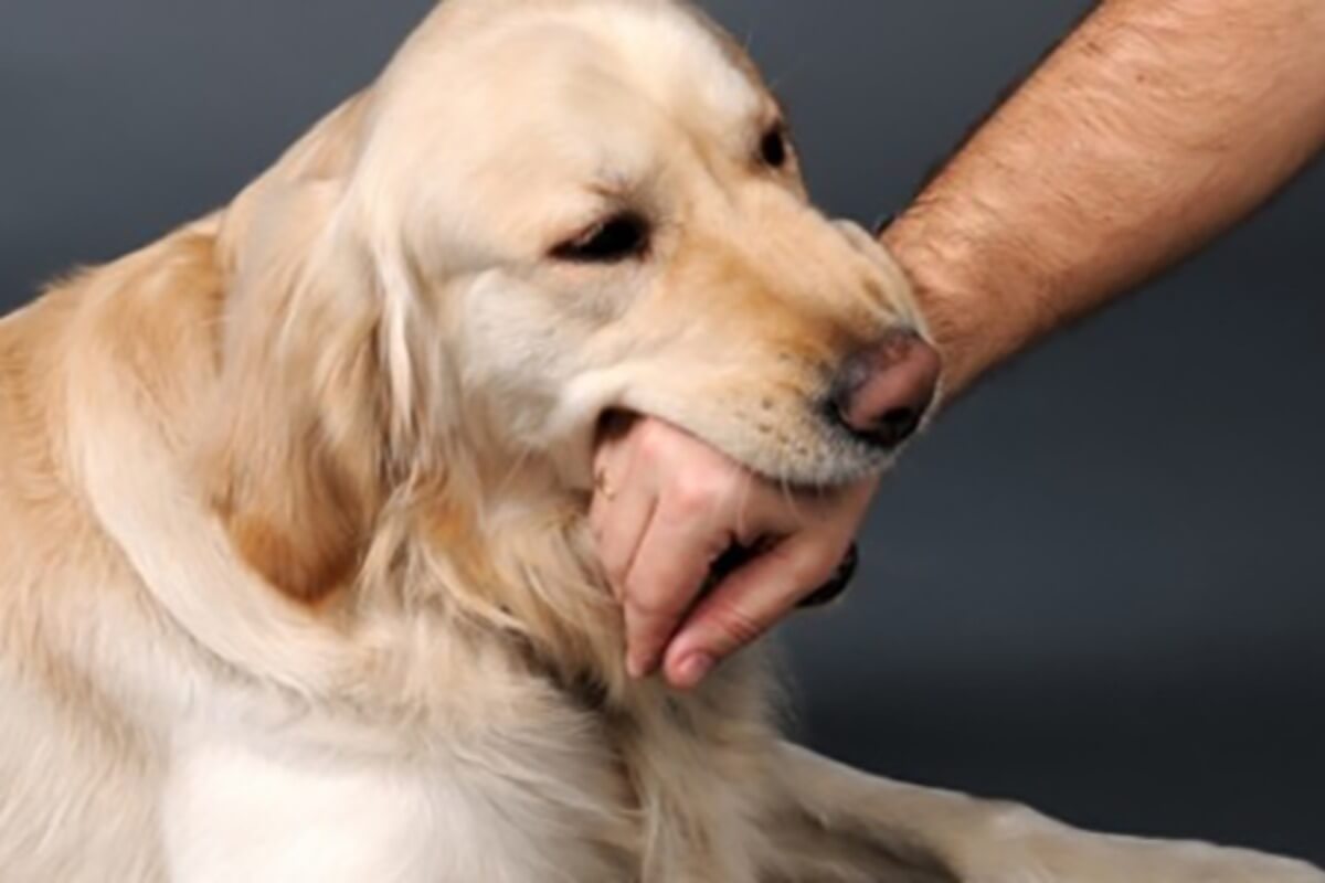 犬だけではなく猫にも注意、ベトナムにおける狂犬病の感染源