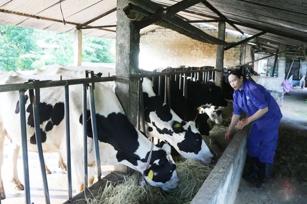 衰退するベトナム酪農業、ホーチミンでは飼育頭数7割減